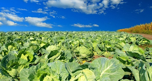 土壤水分溫度鹽分測定儀在降解土壤鹽害方面的應(yīng)用