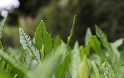 茶葉大國應用，土壤養(yǎng)分檢測儀可以對茶葉合理施肥有何等指導作用？