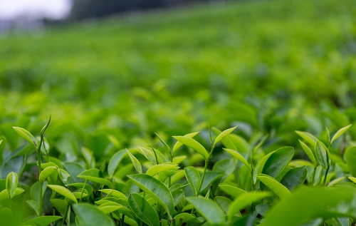 土壤溫濕度儀助推傳統(tǒng)茶產(chǎn)業(yè)優(yōu)質(zhì)發(fā)展，指導(dǎo)灌溉作業(yè)