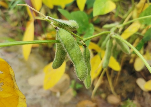 大豆種植不景氣？土壤養(yǎng)分測試儀找到了新出路