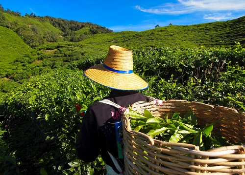 茶園里面的土壤應(yīng)該如何檢測？利用土壤儀器對茶園土壤的有效管理