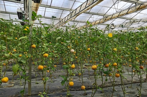 土壤緊實度對植物生長和作物產量形成有什么影響？