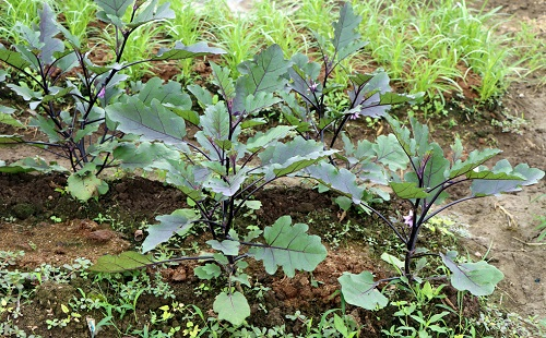 夏季育苗三個(gè)注意事項(xiàng)，了解土壤墑情很重要